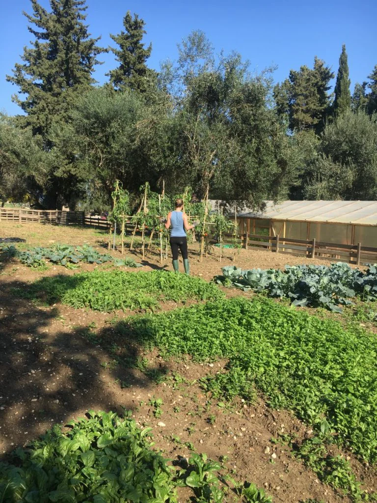 Growing Organic produce from the Courti Estate Farm