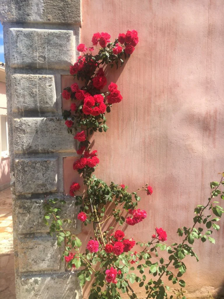 Bougainvillea flowers growing up a pink wall