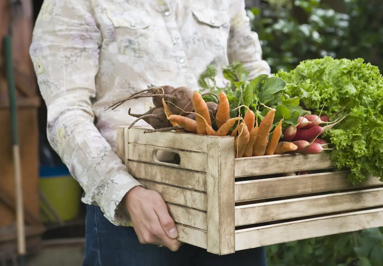 Carry organic vegetables in a wooden create