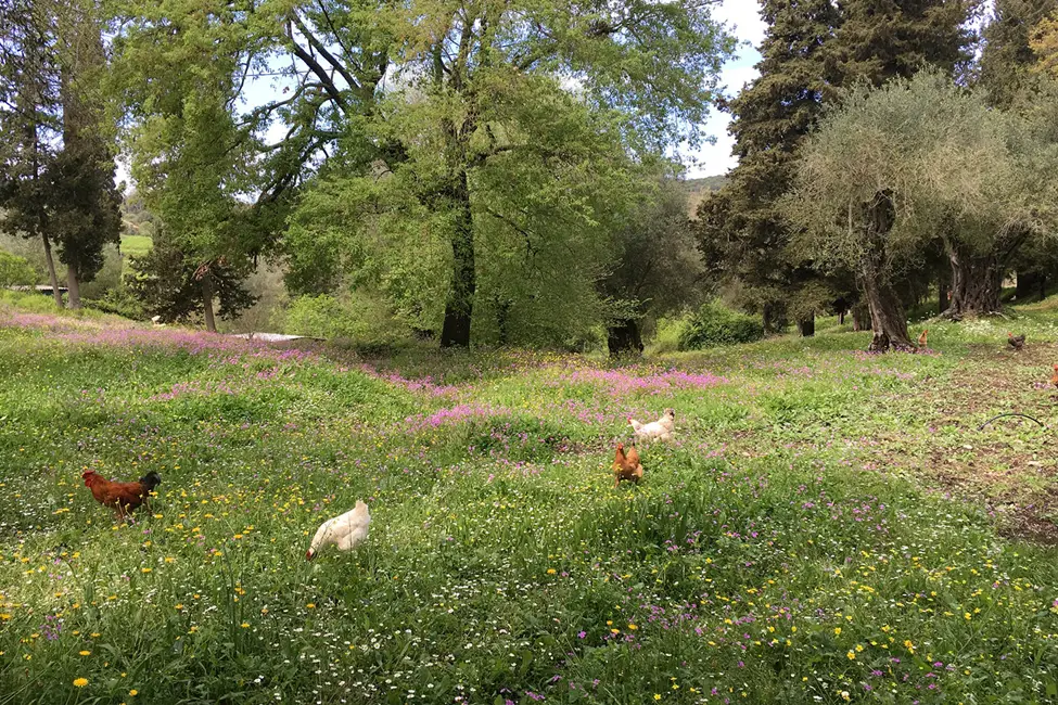 Chickens in a wild flower meadow with trees.